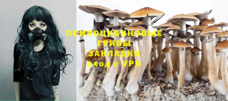 мега   Ветлуга  Псилоцибиновые грибы Psilocybe 